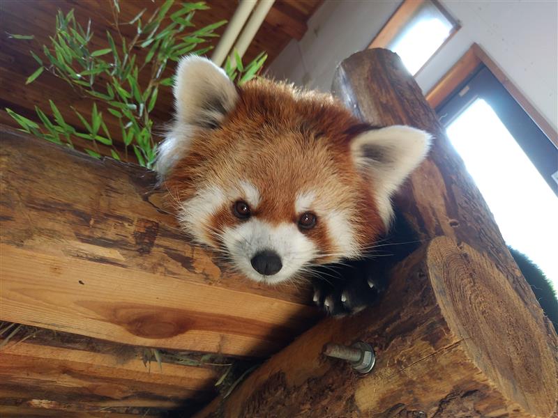 長野市茶臼山動物園 | エキトマチケットが使える店舗一覧 | JRE POINTが「貯まる」「使える」JRE MALL