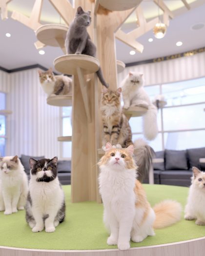 猫カフェmocha 2025証明写真風ステッカー アルシェ大宮店 - メルカリ