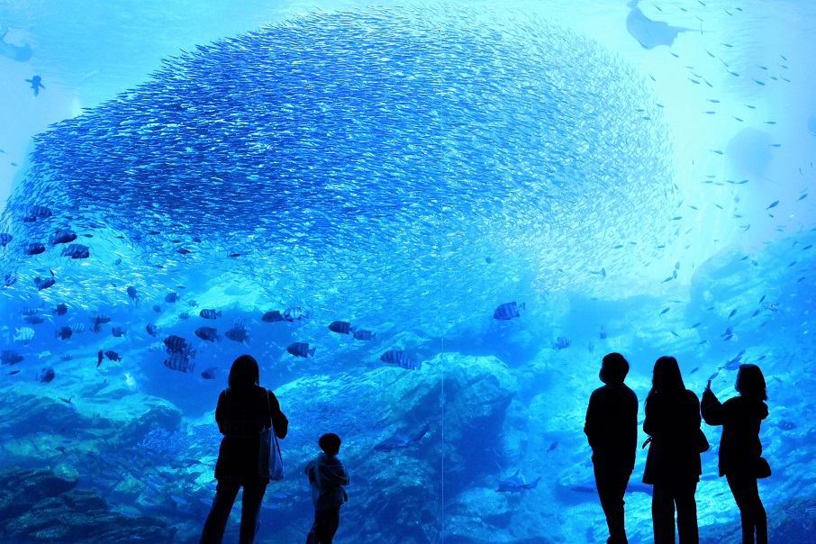 仙台うみの杜水族館 チケット売場 | エキトマチケットが使える店舗一覧